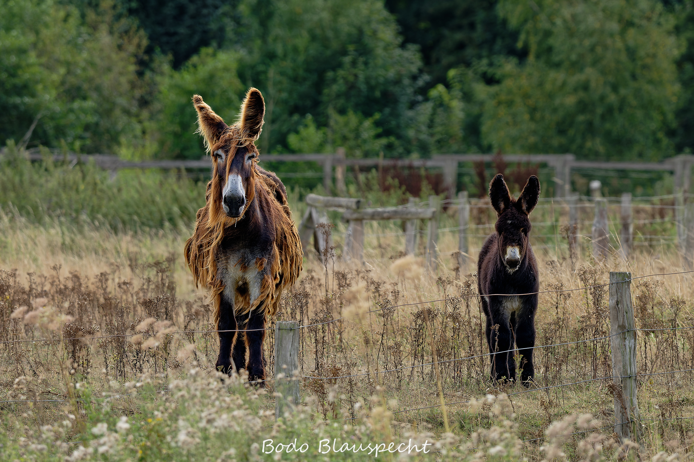 08.23 16.23 43   Poitou Esel   Steveraue WEB